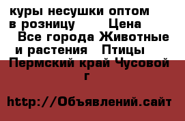 куры несушки.оптом 160 в розницу 200 › Цена ­ 200 - Все города Животные и растения » Птицы   . Пермский край,Чусовой г.